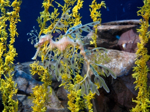 BMC w leafy seadragon sargassum