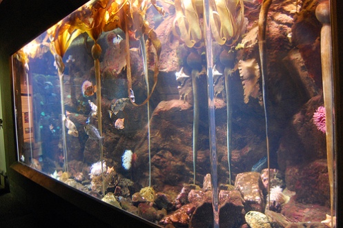 bull_kelps_oregon_coast_aquarium